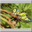 Aeshna cyanea - Blaugruene Mosaikjungfer m20.jpg